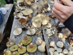 Eddig gombásztunk, most jön a tanulás