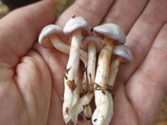 Sárgáskék pókhálósgomba, Cortinarius croceocaeruleus