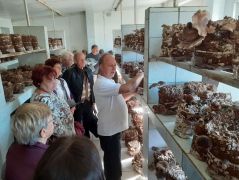 Letermett shiitake blokkok