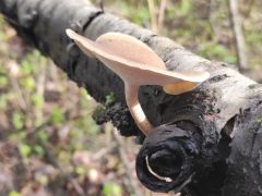 Tavaszi likacsosgomba portré