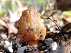 Simasüvegű kucsmagomba - idén több van