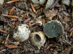 Zápszömörcsög faj - ritka vendég