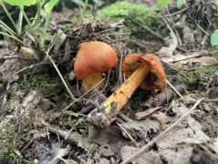 Az első találat: feketedő nedűgomba