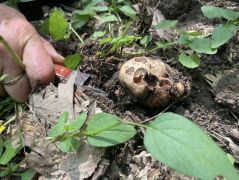 Fehér szarvasgomba - maradvány