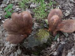 Érdekes bársonyos cölöpgomba csoport