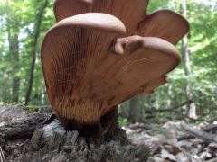 Szinte mindegyikünk lefotózta