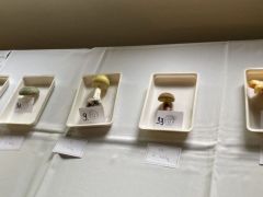 A díjazott öt versenyző gomba