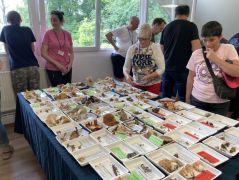 Több mint 154 gombafaj példányai a tálcákon