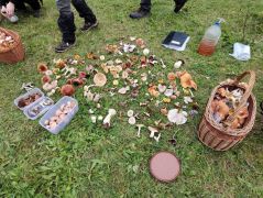 94 féle gombát sikerült azonosítani