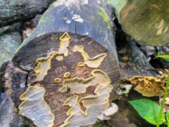 Gyapjas mozaikgomba, rögtön az elején