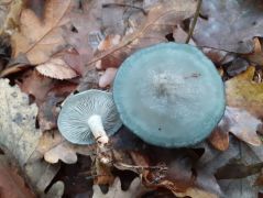 Ánizsgombából is sok volt