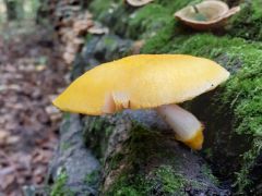 A szálasgallérú csengettyűgomba már sokadszor hoz termést ezen a cser rönkön