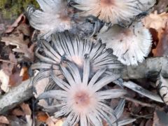 Tintagomba virágcsokor