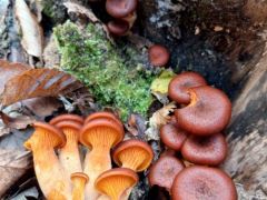 A világító tölcsérgombák még nagyon élnek