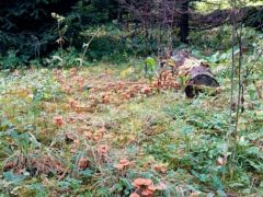 Sosem látott mennyiségben...