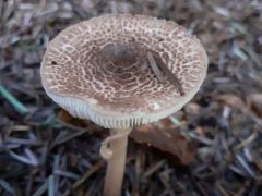 Húsbarna őzlábgomba lenne?