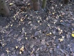 Fenyves korallgomba körök