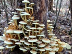 Sárga kénvirággomba, fenyőfán