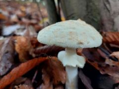 Citromgalóca szépség