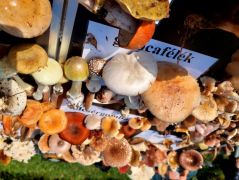 Próbáltuk nemzetségek szerint csoportosítani