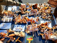 Kezdődhet a fajhatározás