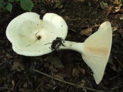 Hatalmas tölcsérgomba