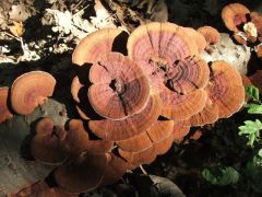 Rózsaszínes egyrétűtapló (trikolor változat)