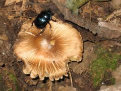 Neki bezzeg a susulyka sem árt!