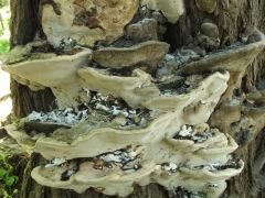 Majdnem elmellőztük