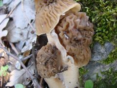 Azért egy ilyen csoport jóval ritkább!