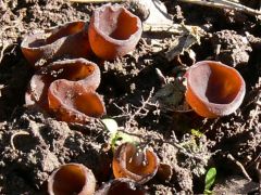 Ami a fajlistából kimaradt...