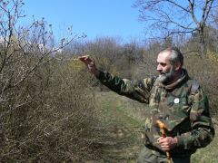 Kóta Lajos a kőrisfákról magyaráz