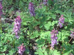 Odvas keltikék illatában...