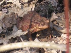 Ha már a béka is előbújik!