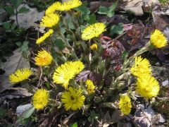 Martilapu virágcsokor, búcsuzóul