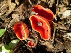 Még piros csészegomba is előfordult