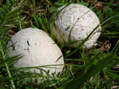 Szürke pöfeteg bőven volt