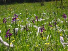 Agárkosboros mező nyárfavirágzáskor