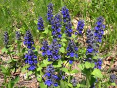 Indás infű csoport