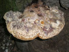 2010.08.11 - Inonotus dryadeus - Könnyező likacsosgomba - Bükk, Csanyik