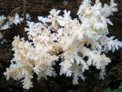 2010.09.12 - Hericium coralloides - Közönséges petrezselyemgomba - Bükk, Csanyik