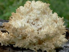 2011.08.14 - Hericium coralloides - Közönséges petrezselyemgomba - Bükk, Hideg-oldal