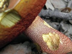 2012.08.07 - Boletus rhodoxanthus - Bíbor tinóru - Bükkszentlászló
