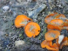 2014.05.24 - Anthracobia macrocystis - Narancssárga tűznyomcsészegomba - Kelemér, Mohos körüli erdő