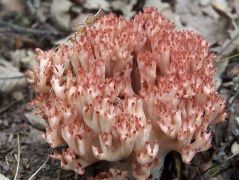 2014.08.31 - Ramaria botrytis - Rózsáságú korallgomba - Kelemér, Mohos körüli erdő