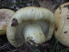 2014.09.28 - Tricholoma acerbum -Keserű pereszke - Kelemér, Mohos körüli erdő