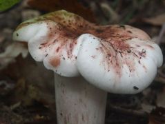 2014.10.09 - Hygrophorus russula - Vörösfoltos csigagomba - Kelemér, Mohos körüli erdő