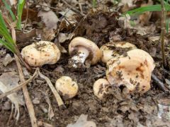 Szentlélek, XII. Szakmai Nap