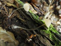 Mycena leptocephala (Klórszagú kígyógomba)