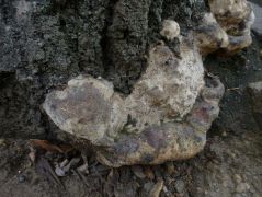 Populus alba gyökérnyakán